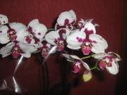 Орхидея фаленопси дендробиум ванда